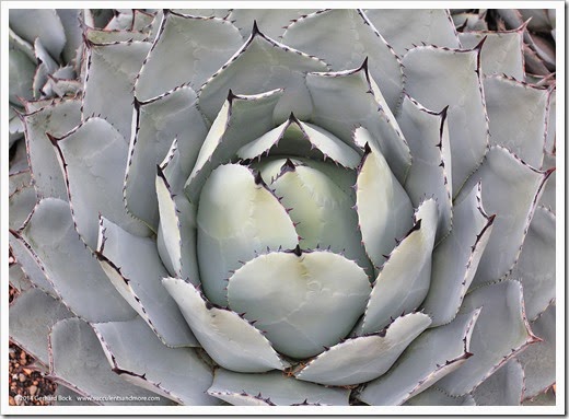 121228_UCBotGarden_Agave-parryi-huachucensis_01