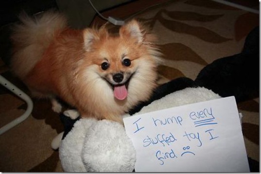 dog-shaming-bad-32