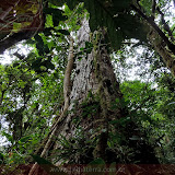 Trilha do Boquete Tree Trek Hotel - Boquete - Panamá