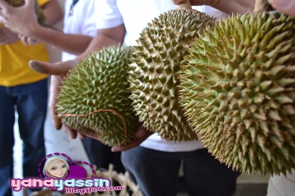 [Durian%2520Musang%2520King301_DSC_3051Karak%255B3%255D.jpg]