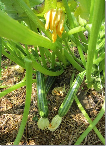 Costata Romanesco squash