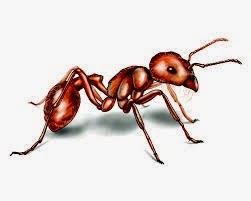 [harvester-ant-illustration_1500x1200.jpg]