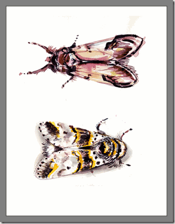 2-moths