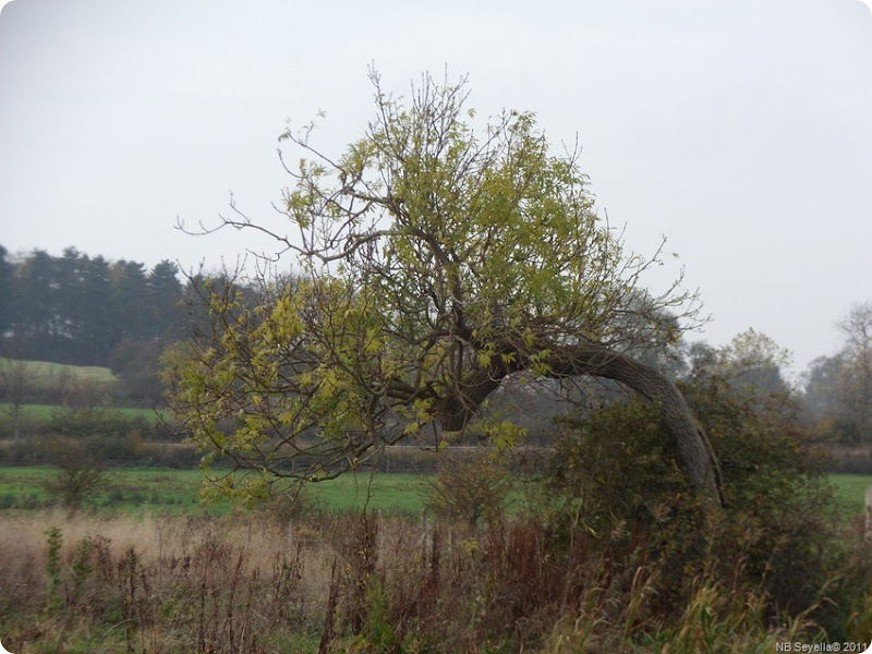 SAM_0009  Gnarly tree