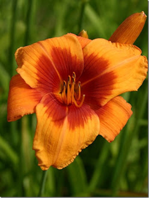 Hemerocallis Black Draft Hemerocallis Black Draft