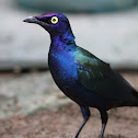 Red-shouldered Glossy-starling