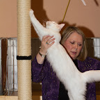 Omkara La Flaca of Bearcloud on show in kitten class @ 7 months Viking Cats-37.jpg