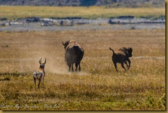 Pronghorn (Antilocapra americana)