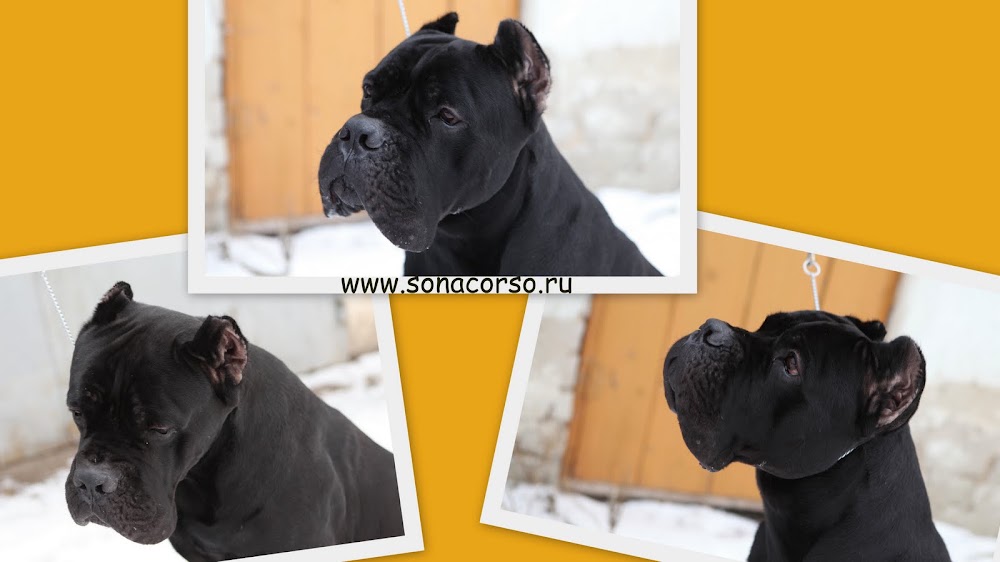 кане корсо