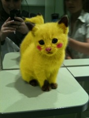 Pickachu cat omg shit lol roflmao