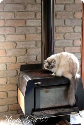 fireplace cat #1 fireplace cat #1