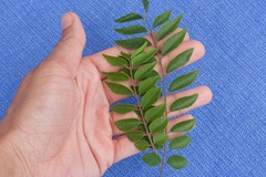 Curry leaves Curry leaves