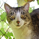 gatti