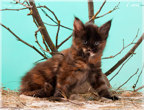 Фото котенка мейн-кун Frida возраст 6 недель | Питомник Grey Claw`s
