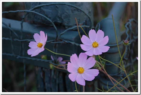Cosmos Green Fence