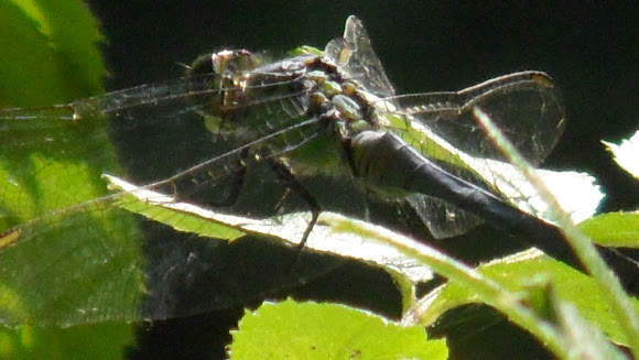 Spotting Image 1