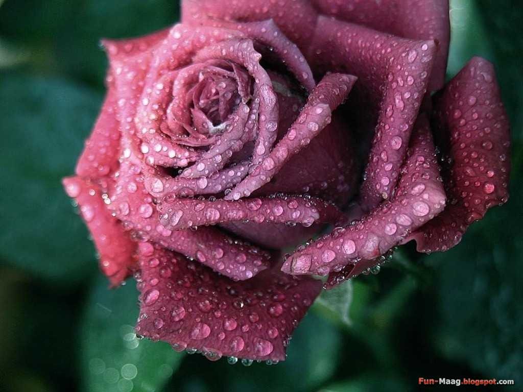[pink-rose-flowers-32155893-1024-768%255B5%255D.jpg]