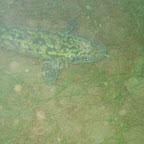 Meerval