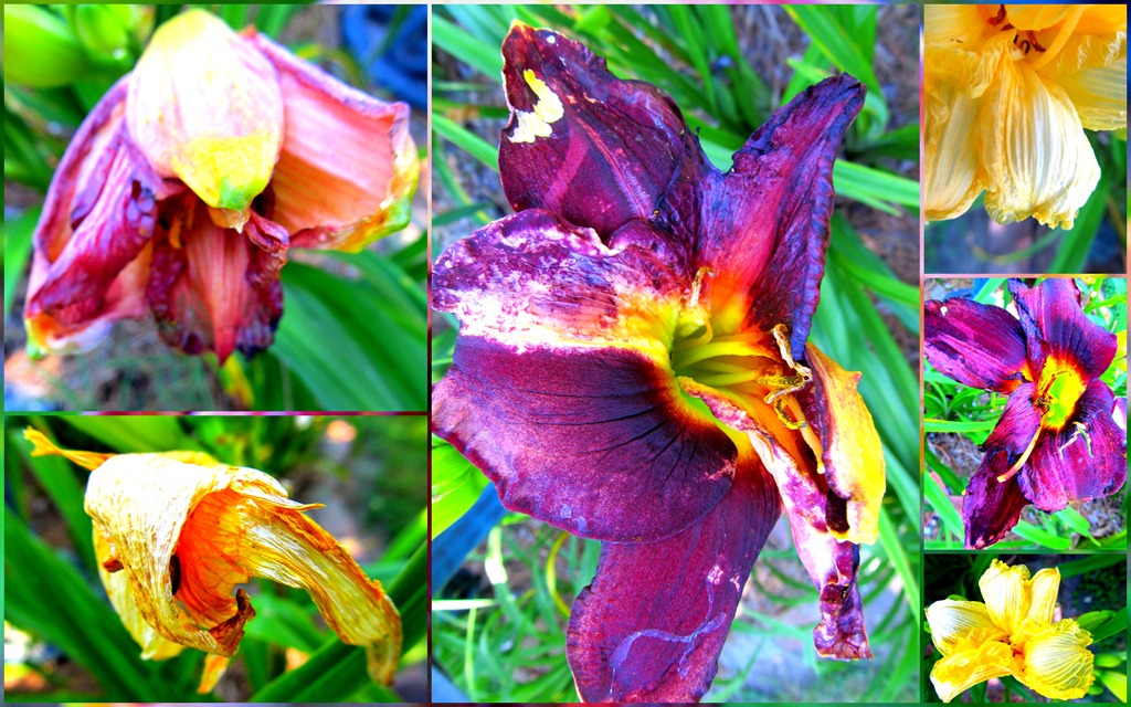 [daylily%2520color%2520boost0610%255B3%255D.jpg]