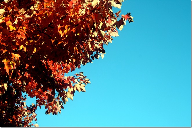 Fall Leaves Fall Leaves