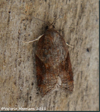 Acleris laterana top Acleris laterana top