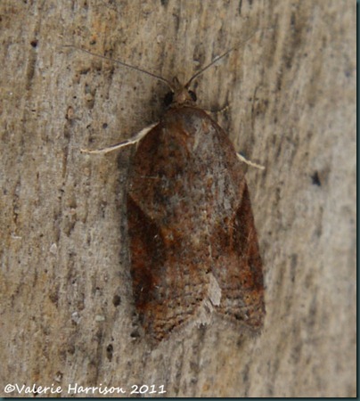 Acleris laterana top