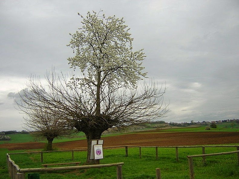 bialbero-de-casorzo-4 bialbero-de-casorzo-4