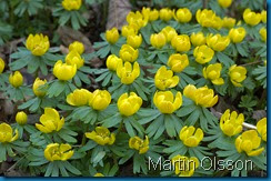 800px-Eranthis_hyemalis_aka_winter_aconite_2005_5th_april_in_tradgardsforeningen_gothenburg_sweden 800px-Eranthis_hyemalis_aka_winter_aconite_2005_5th_april_in_tradgardsforeningen_gothenburg_sweden