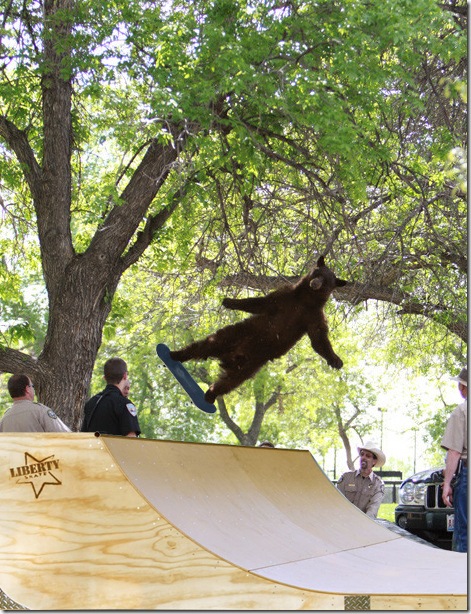 falling-bear-meme-9