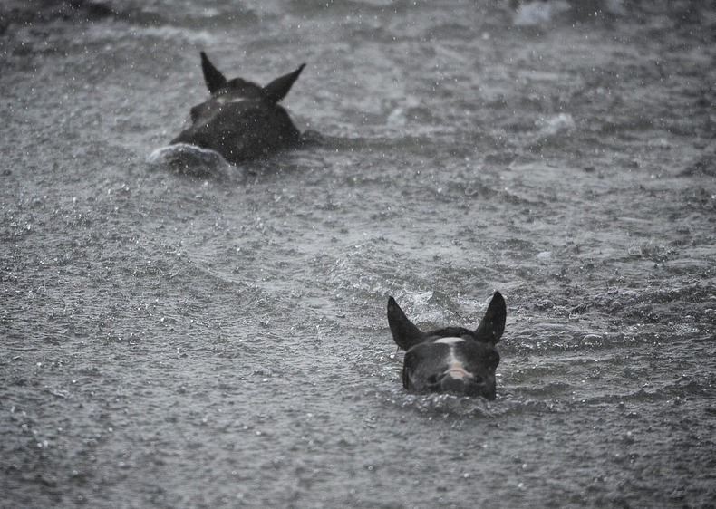 chincoteague-pony-swim-7