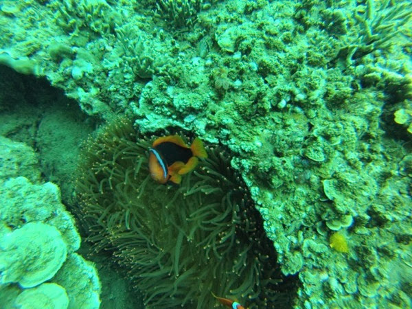 We found Nemo