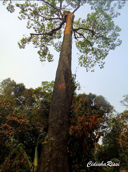 L'arbre Bertholletia excelsa (Lecythidaceae), producteur de noix brésilienne, entre Itauba et Marcelândia (Mato Grosso, Brésil), 6 septembre 2010. Photo : Cidinha Rissi