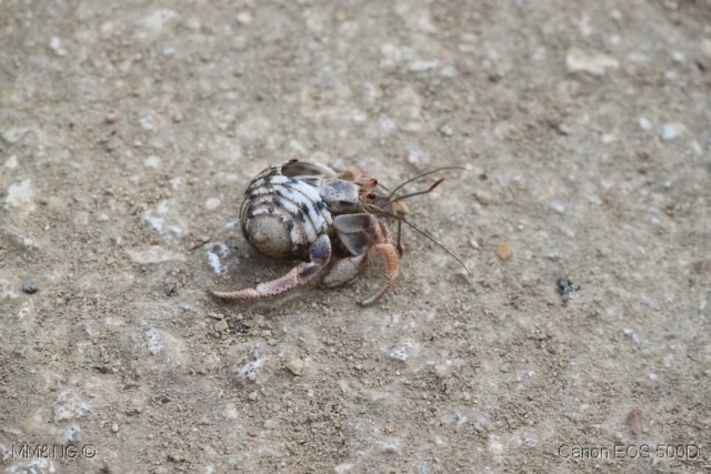 [009_Caranguejo_Eremita14.jpg]