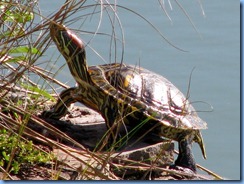7057 Texas, South Padre Island - Birding and Nature Center - Red-eared Slider