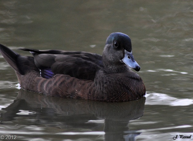 DSC_1081 DSC_1081