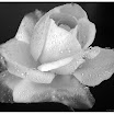 RoseTears.bySurukuku-8.JPG