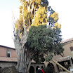 cipresse sanfrancesco-verucchio-06-12-2012-00005.jpg