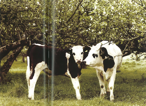 Country living is nothing without animals, who according to Conrad, bring a broad and interesting perspective into the world. Country living is nothing without animals, who according to Conrad, bring a broad and interesting perspective into the world.