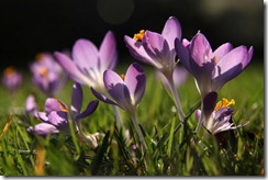 EWG 1.3.12 (5) Crocus tommasinianus EWG 1.3.12 (5) Crocus tommasinianus