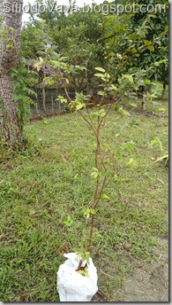 jabuticaba