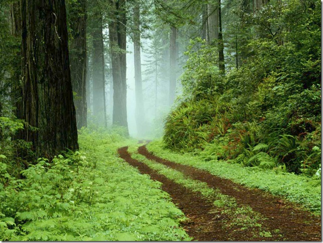 A forest path in Redwoods State Park, California.