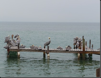 pelicans on a dock on the Intracoastal Waterway side of South Padre Island