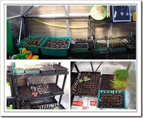 Greenhouse inside