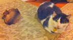 We're thankful that dogs and cats can love one another and that size doesn't matter!