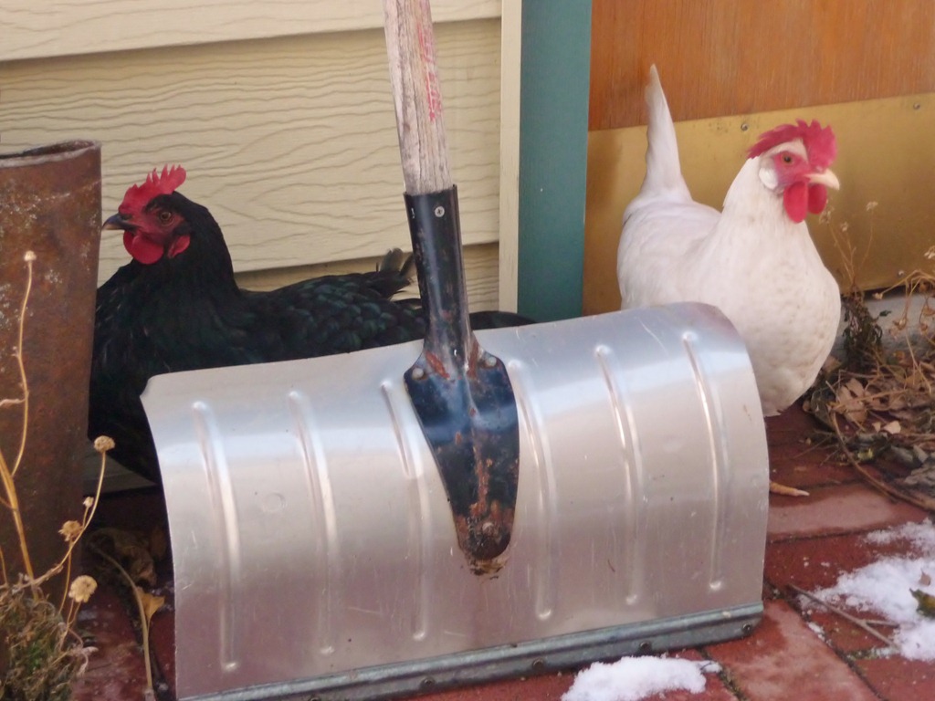 [shovel-0055.jpg]