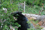 glacier_national_park_-_2009