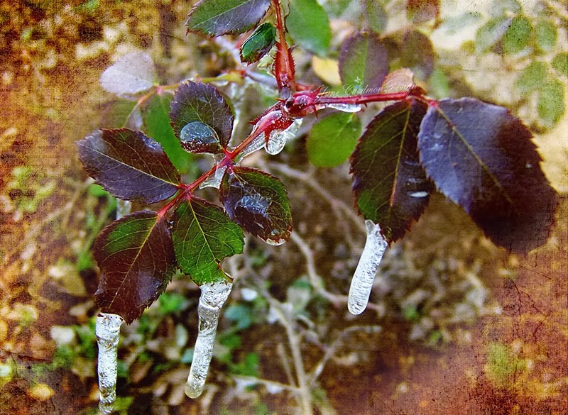 [Ice_RoseBush_SavorApp%255B3%255D.jpg]
