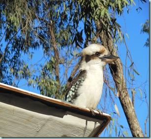 Dimboola Kooka on TLander