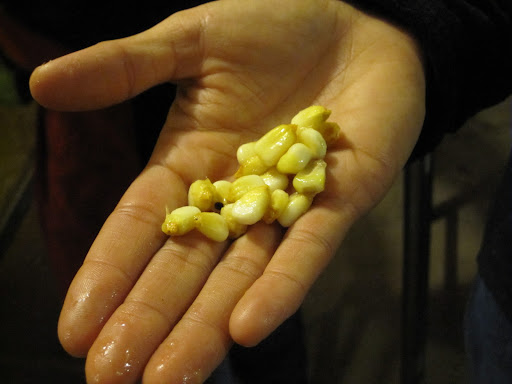 The cooked corn after it has been washed