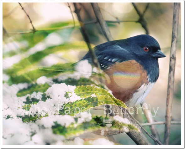 Rainbow Wing Bird 810 WM